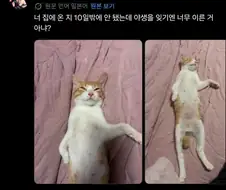 우리집에 길고양이를 데려온지 10일이 지났다.twit