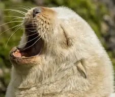 정말 귀여운 아기 개(?) 사진이 있습니다