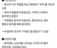 집돼지 행방불명 사건