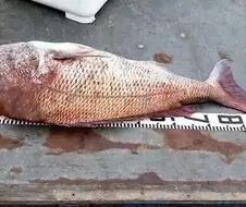 축 늘어진 큰돔, 서양 빅 사슴 가이즈