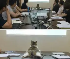 빔프로젝터 대신 고양이를 달았다.