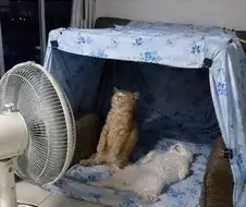 엄마, 고양이 잘 있어?