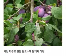중국 항공사 기내식 대참사