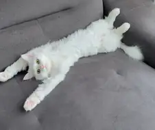 우리집 고양이 보고 갈래?