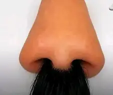 첨 보면 코털 무성하게 자란 거처럼 보이는 사진