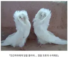 일본 소년 만화 클리셰.jpg