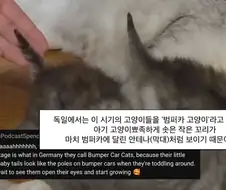 고양이에게 "범퍼카"라고 불리는 시기가 있는걸 아는가