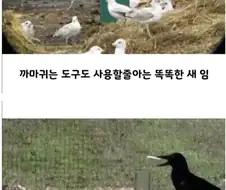 까마귀의 지능을 이용한 사람