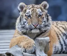 귀여운 아기 호랑이 설호