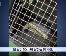 잃어버린 동물의 주인을 찾아 주려 했다가 그 주인을 경찰이 수배하게 된 사연