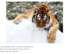 사람을 너무 좋아해서 멸종당한 생명체