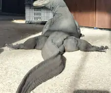 요염한 자세의 물왕도마뱀