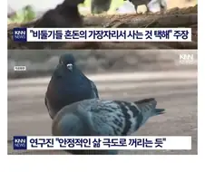 주식)보니까 비둘기 생존전략이