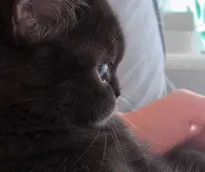 뚠뚠한 검냥이 옆모습