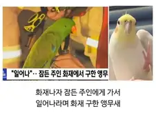 집에 불났을때 애완동물별 반응