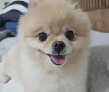 솔직히 우리 집 강쥐 외모 어디서 안꿀림