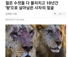 젊은 수컷들 다 물리치고 10년간 ＇왕＇으로 살아남은 사자의 얼굴.jpg