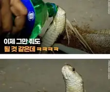 킹코브라 구조하기.jpg