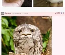 이름이 잘못 지어졌다는 새ㅋㅋㅋ