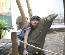 코도모 왕 도마뱀