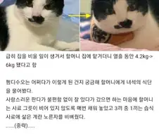 할머니에게 맡긴 고양이의 결말