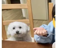 가족모임마다 댕댕이가 납작해지는 이유.jpg