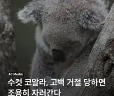 수컷 코알라가 고백 거절당하면 하는일