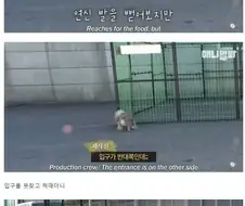 동물농장 사상 가장 쉬웠던 강아지 포획.JPG