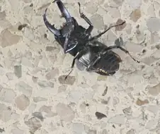 매미가 죽은 건줄 알았는데