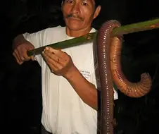이런 지렁이들이 샌드웜의 모티브가 되었겠지...