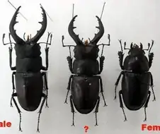 수컷 / KV / 암컷