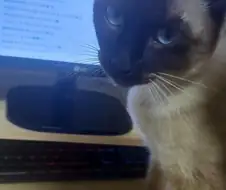 고양이 : 하 집사 너 이런 것 보니?
