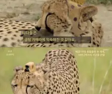카메라에 익숙해졌다는 치타들