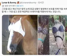 말 눈가리개로 유용한 물건