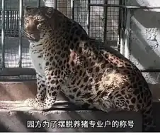 중국 어느 동물원에서 벌어진 참사(?).jpg