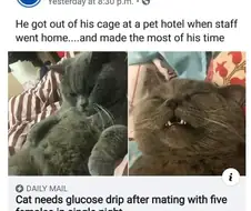 고양이가 혼수 상태가 되었던 이유.jpg