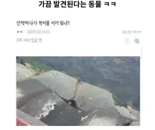 가끔 발견한다고 하는 동물