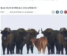 NTR망가 엔딩 특징