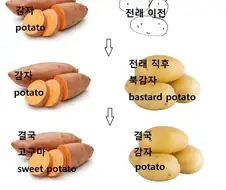 제주도에서는 고구마를 감자라고 부름