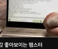 햄스터 키우면 좋은점