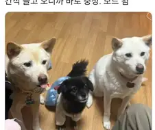 강아지들이 낯선 사람에게 짖지 않는 이유