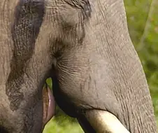 발정기 수컷 코끼리가 존나 위험한 이유