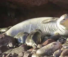 모유 흘리는거 보고 가.jpg