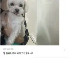 얘들아 우리강아지 못생김?