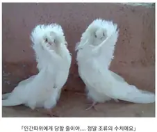 일본 소년 만화 클리셰 모음