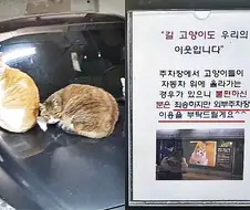 ??? : 길 고양이는 소중한 동반자에요