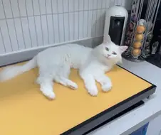 우리집 고양이 보고갈래?