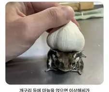쓸모는없지만 알아두면 좋은정보