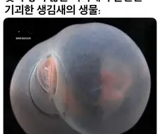 빛이 닿지 않는 바다에서 발견된 기괴한생물