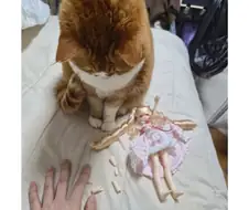 고양이가 피규어 부쉈나봐;;